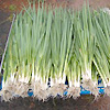 Spring Onions Evergreen